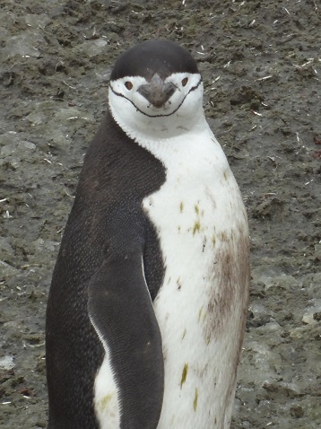 ペンギン