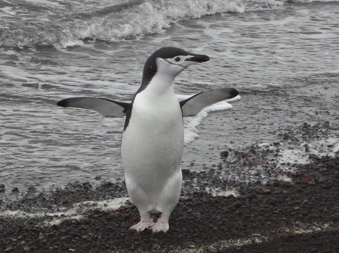 ペンギン